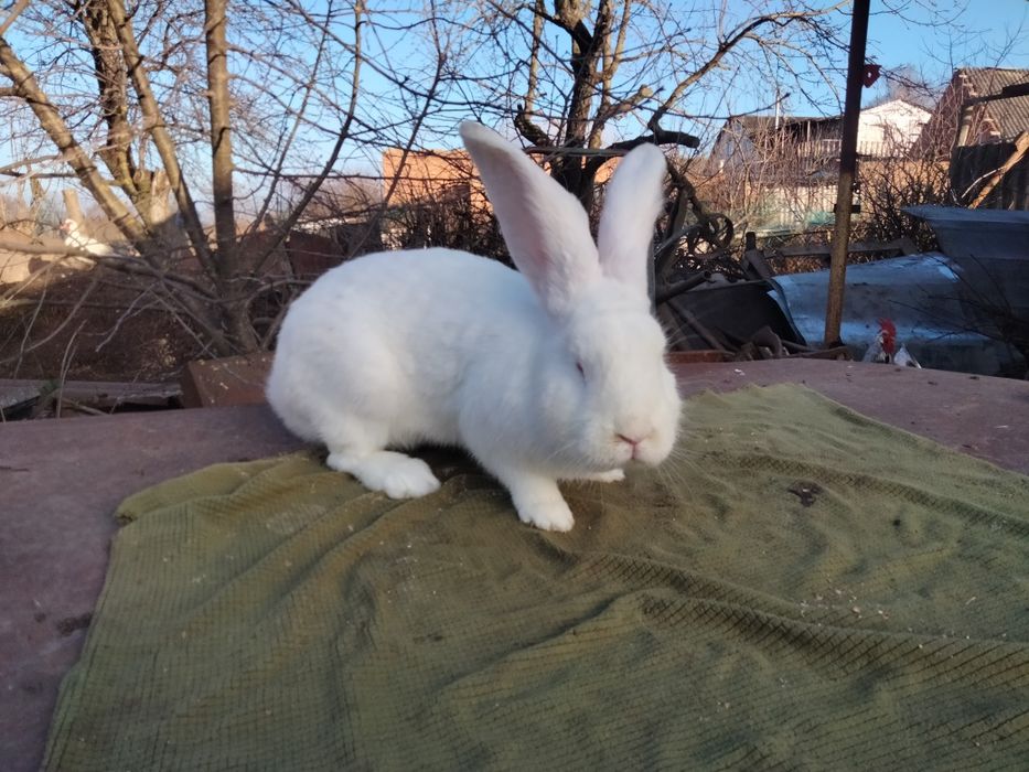 Бельгійський велетень