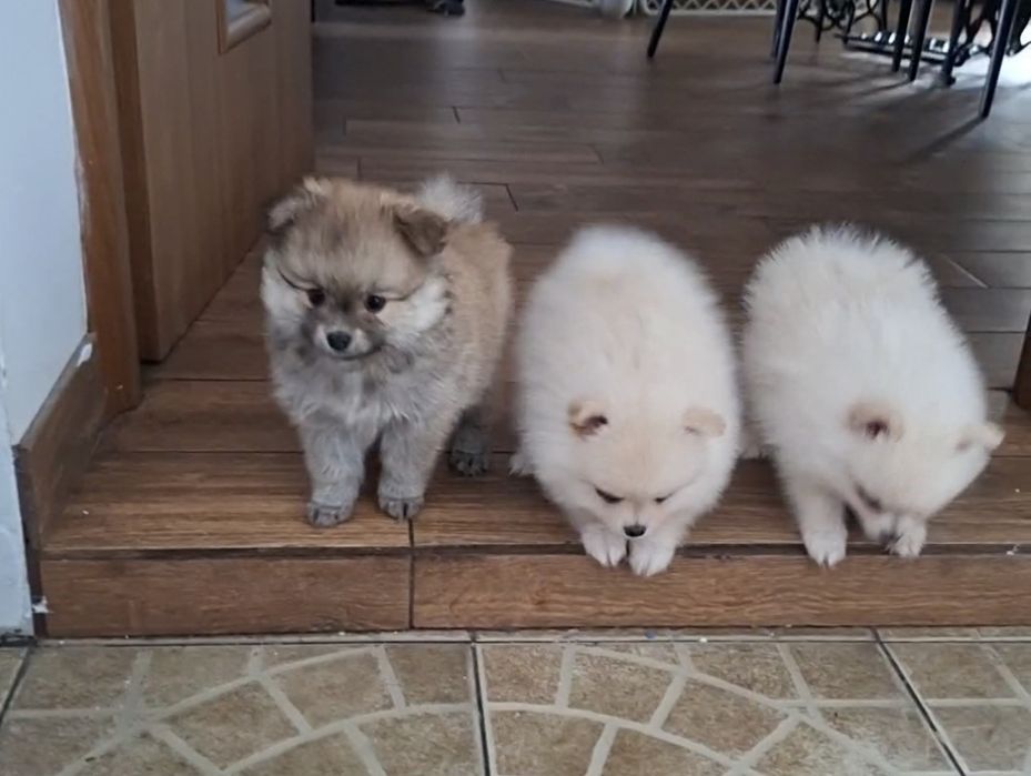 Pomeranian szpic miniaturowy