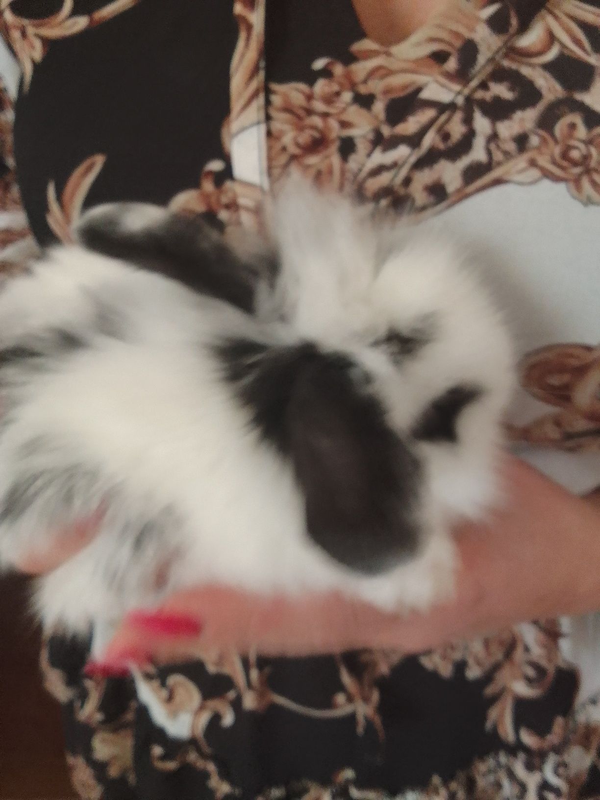 Królik miniaturka Teddy