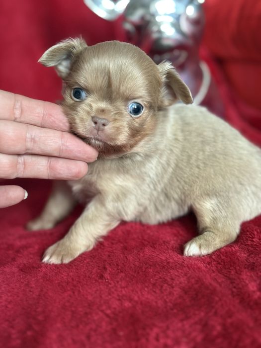 **Malutki rudzielaszek**