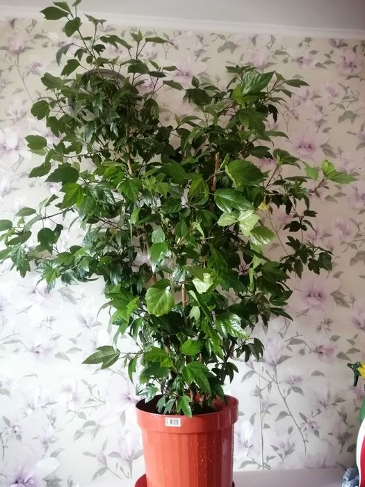 гигантское дерево гибискус китайская роза 1, 6 метра