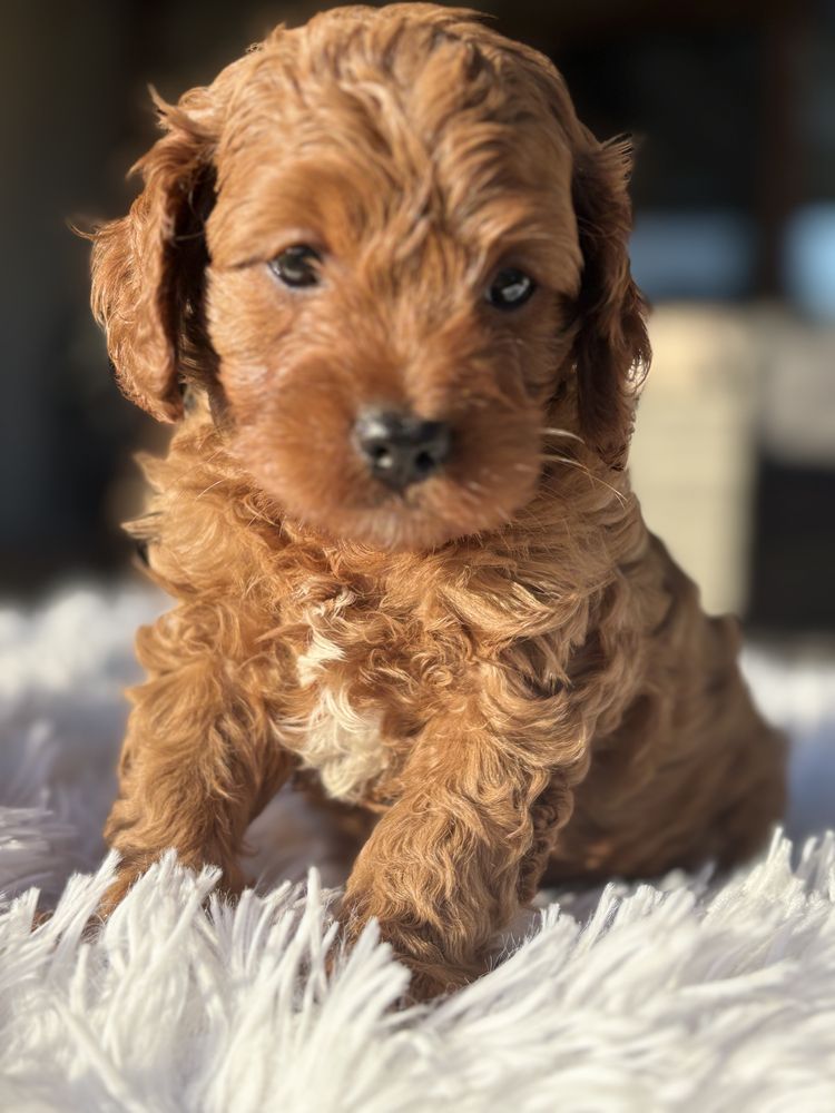 Cavapoo Red piekny piesek