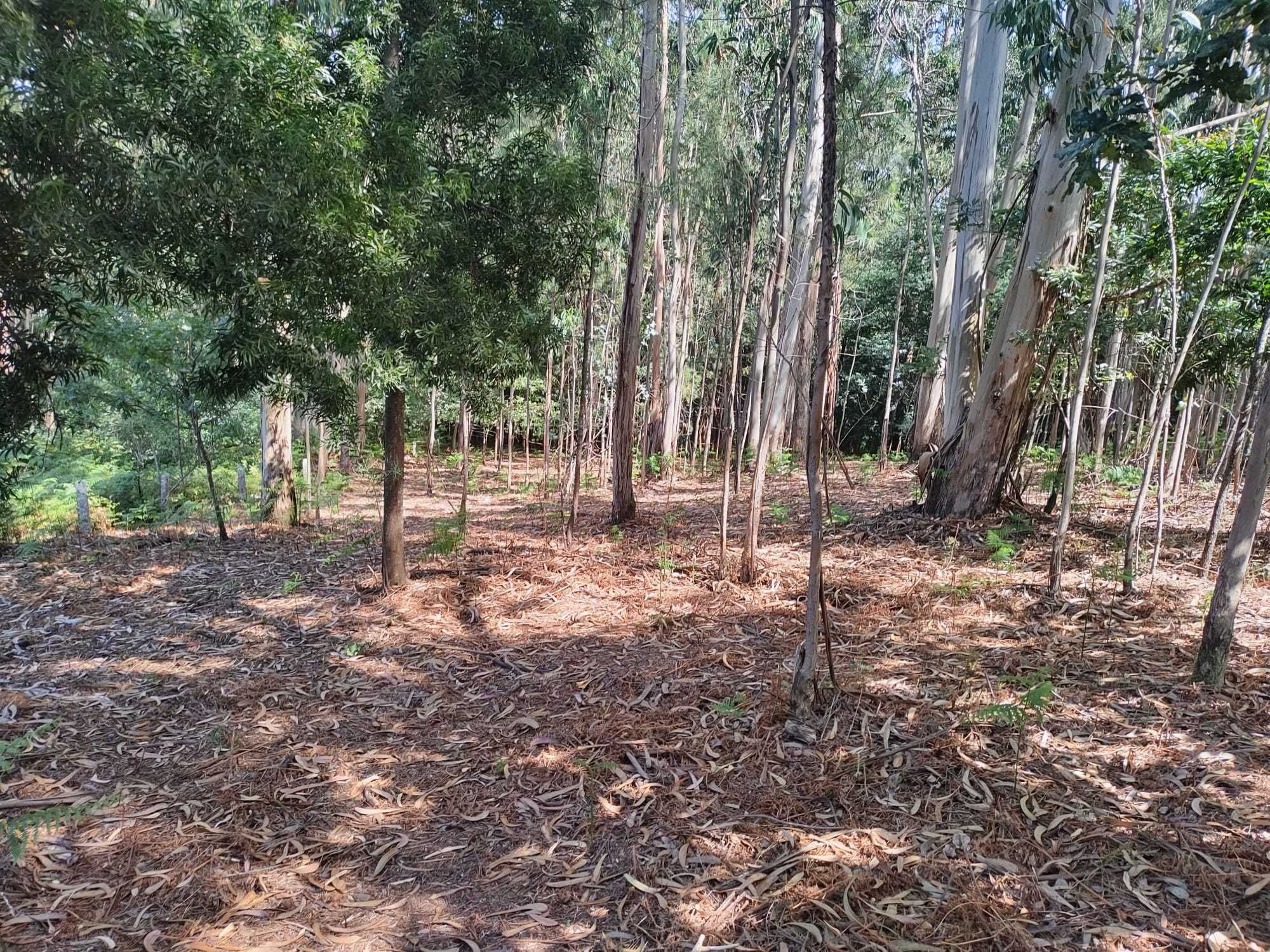 Vende-se terreno em Sabadim (Arcos de Valdevez - Viana do Castelo)
