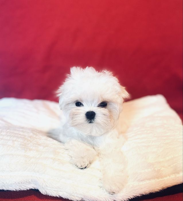 Мальтезе лялькові цуценята КСУ/FCI