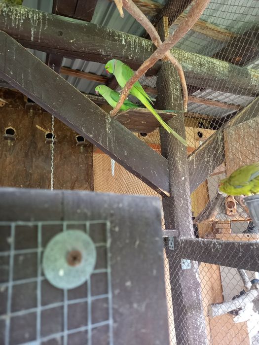 Papugi aleksandretty