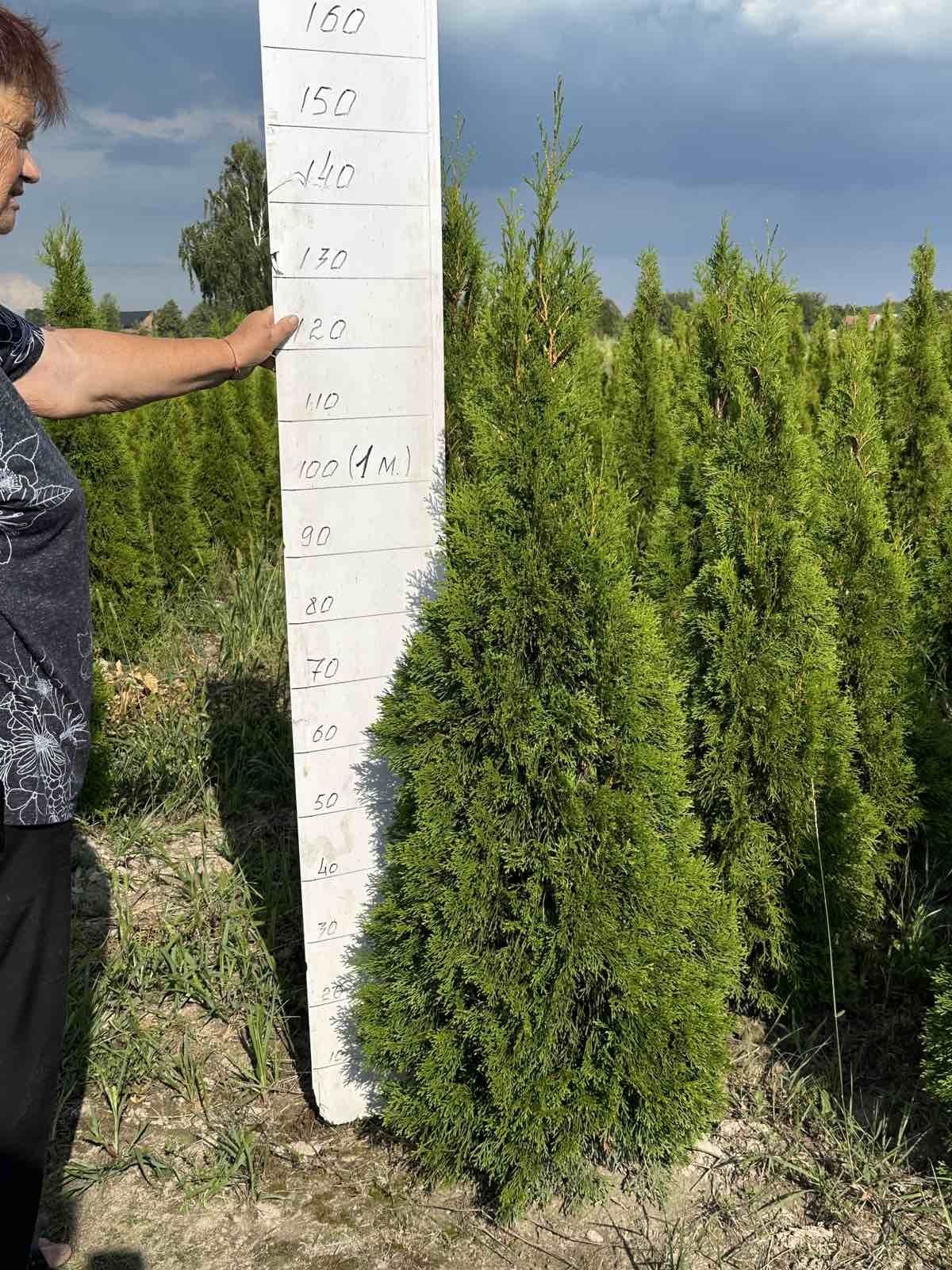 Туя смарагд  115см. Розпродаж