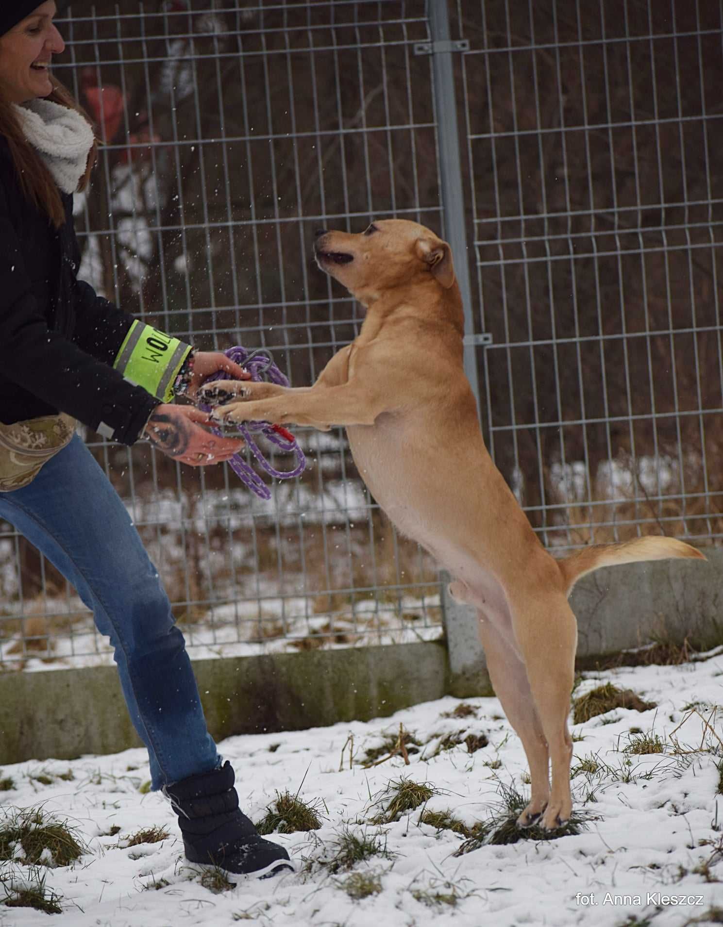 Pomelo  malutki amstaffo- jamnik:)