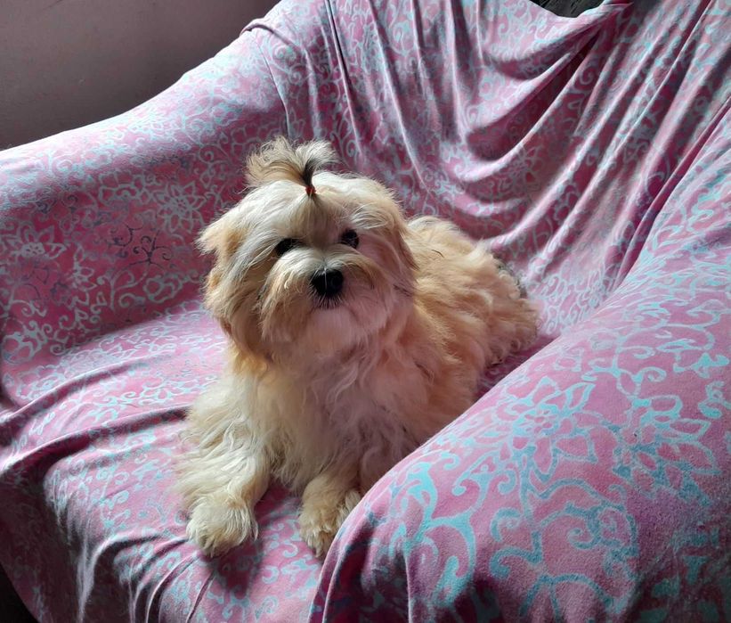 Ocean Pearl Yorkshire terrier ZHPR suczka KLARA