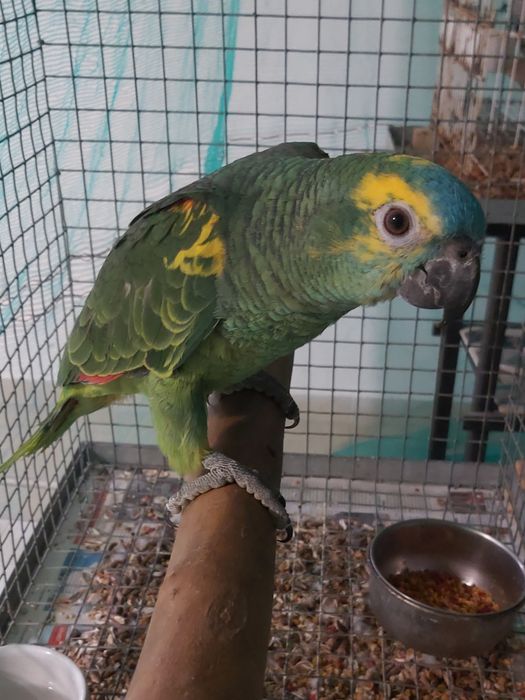 Papagaios amazonas  xantoperix