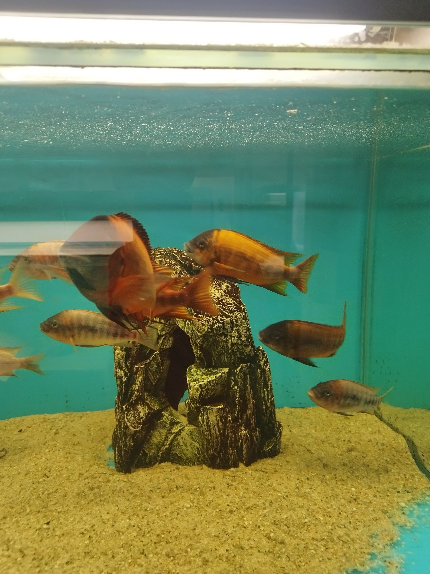 Petrochromis Red bulu point tanganika