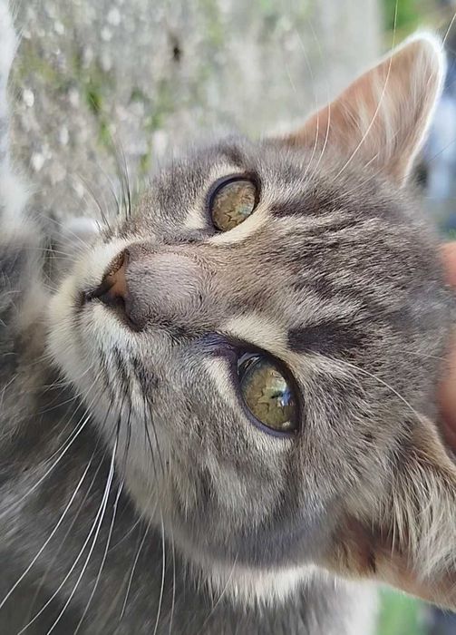 Pequeno Macho à procura de uma casa