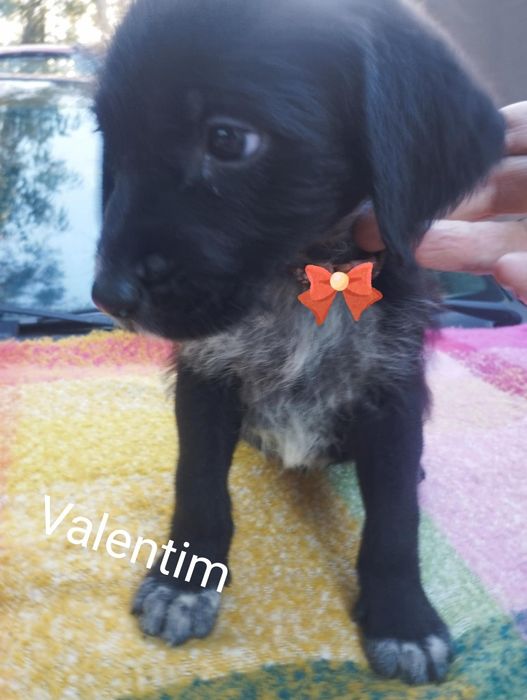 Valentim para adoção muito responsável