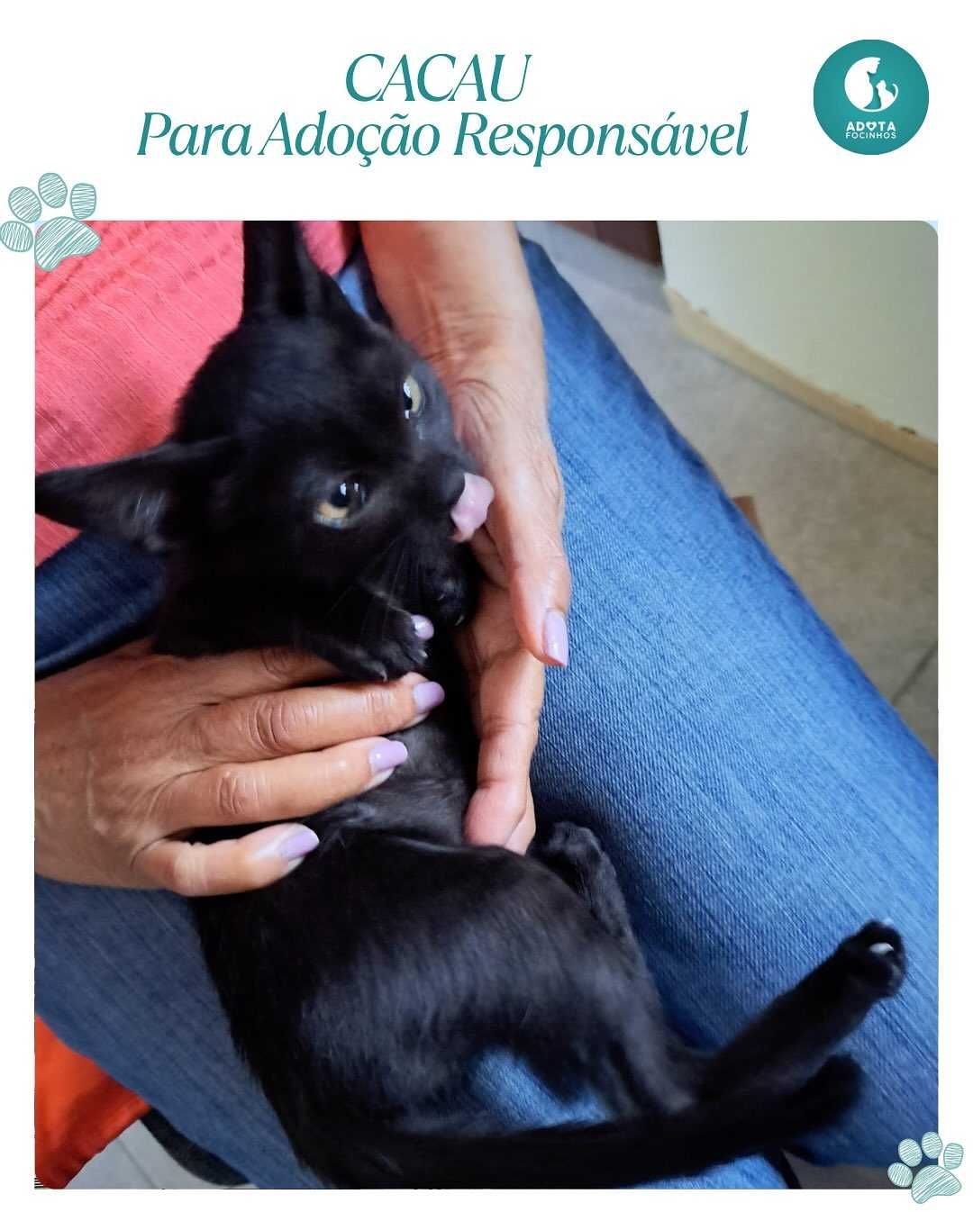 Bebés Caju e Cacau - para adoção responsável