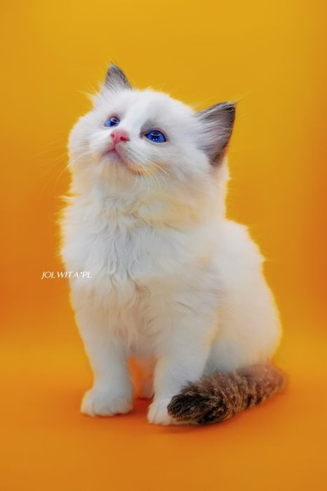 Kocurek ragdoll do rezerwacji
