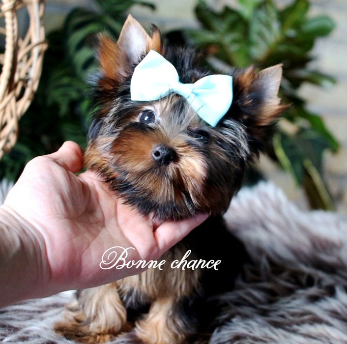 Yorkshire terrier