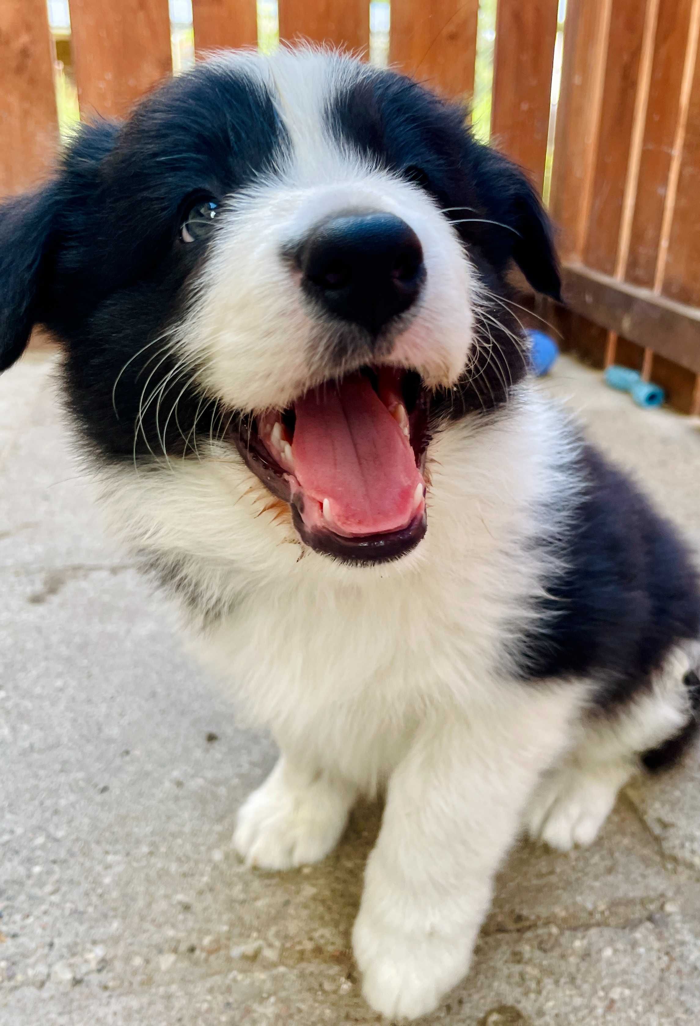Border Collie FCI/ZKWP