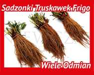 SADZONKI TRUSKAWEK FRIGO – Silne, Zdrowe od Niewczas Szkółka