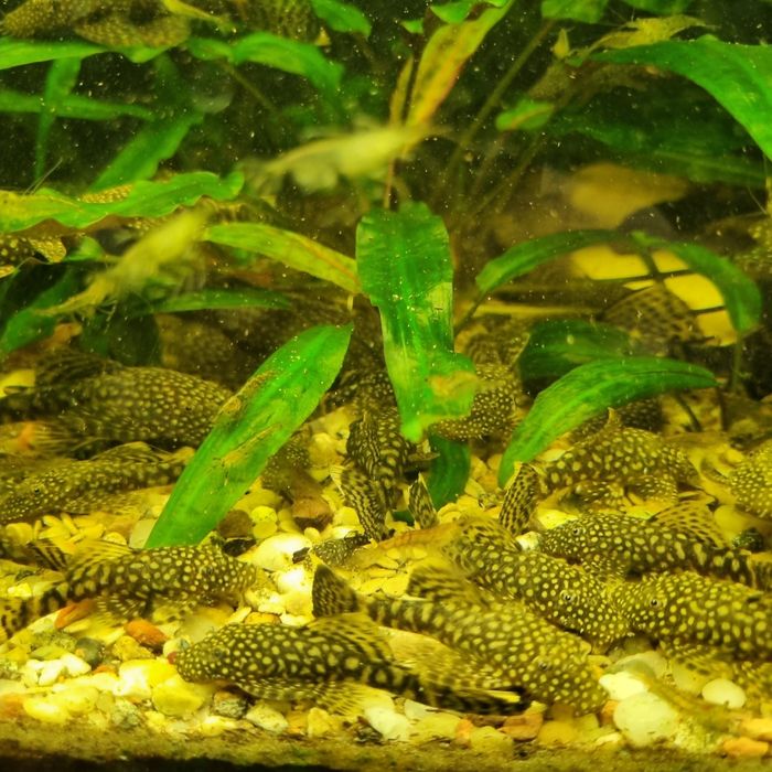Glonojady 2-3 cm
