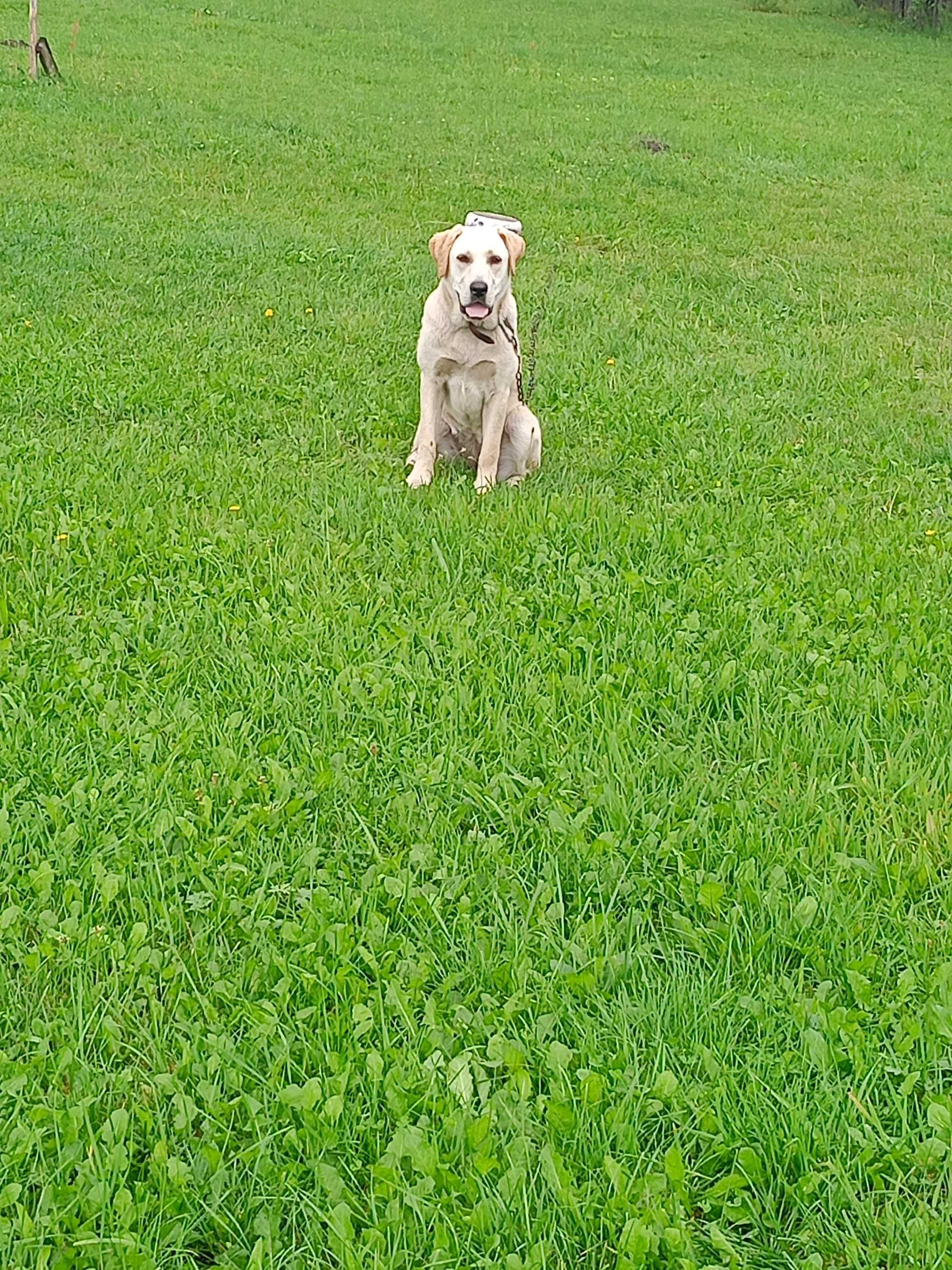 Labrador suczka biszkoptowa