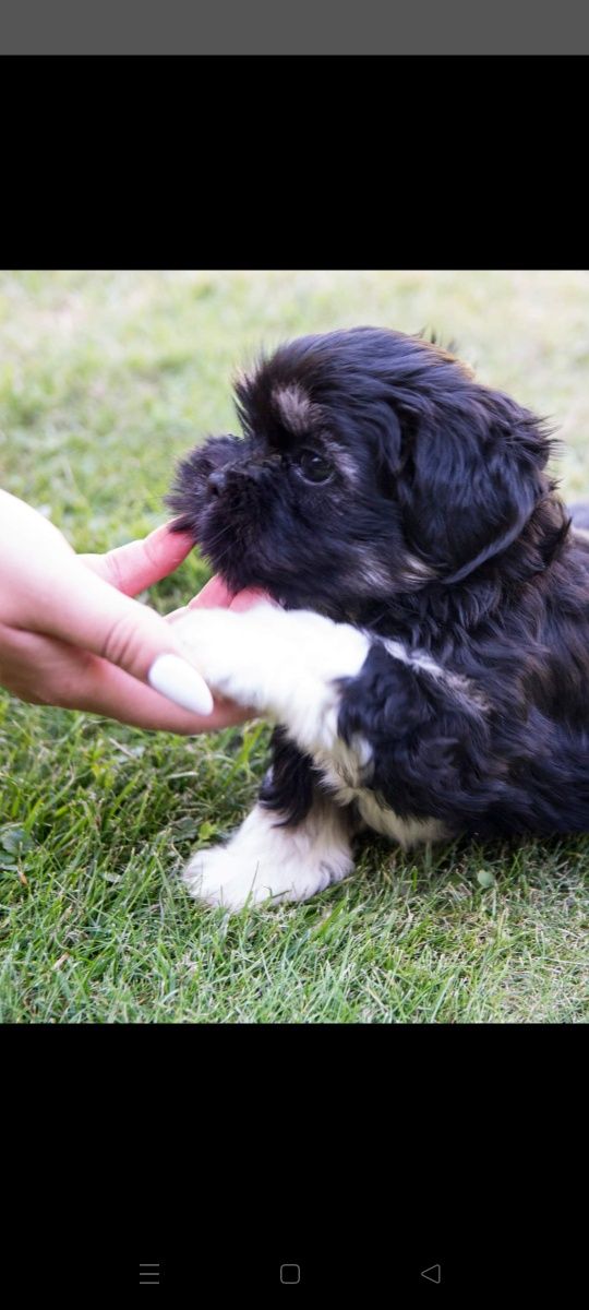 Lhasa Apso FCI /ZKwP