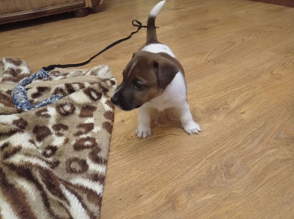 Цуцики Джек-Рассел 1хлоп 3 дівчинки