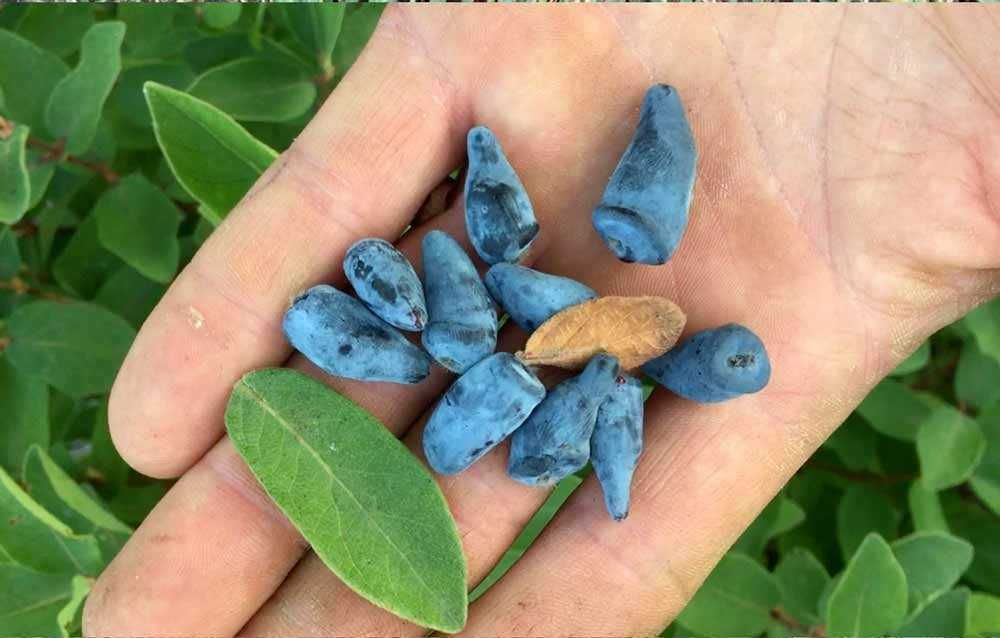 Kamczacka jagoda duże krzewy 6 letnie