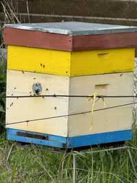 Продам 4 вулики, бджоли, рамки, інструмент, димар та ін