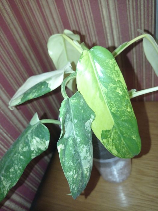 Сортові філодендрони