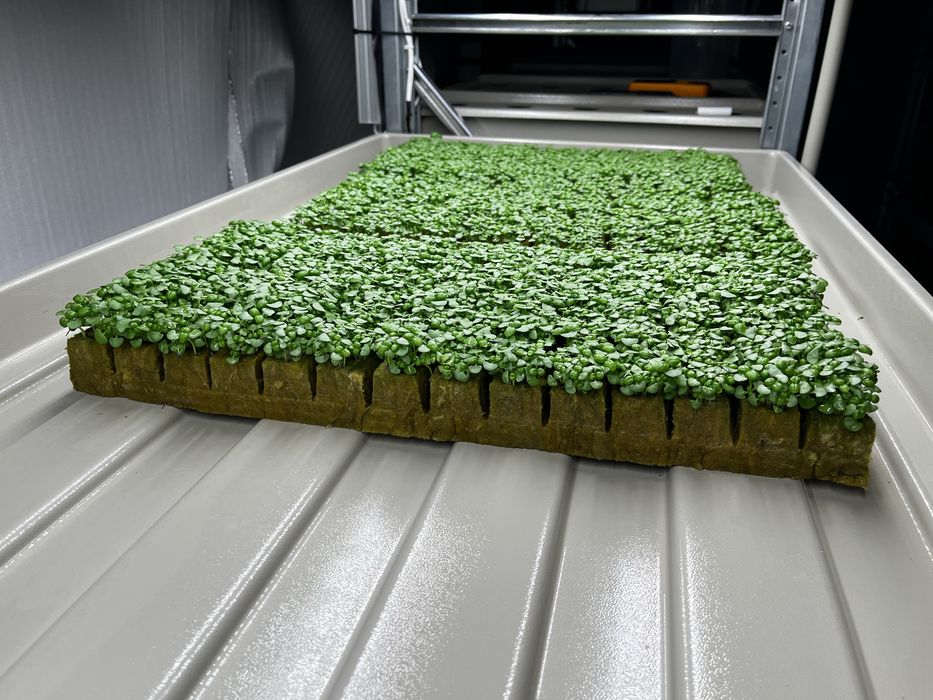 Лотки для гідрапоніки 195 см на 70 см