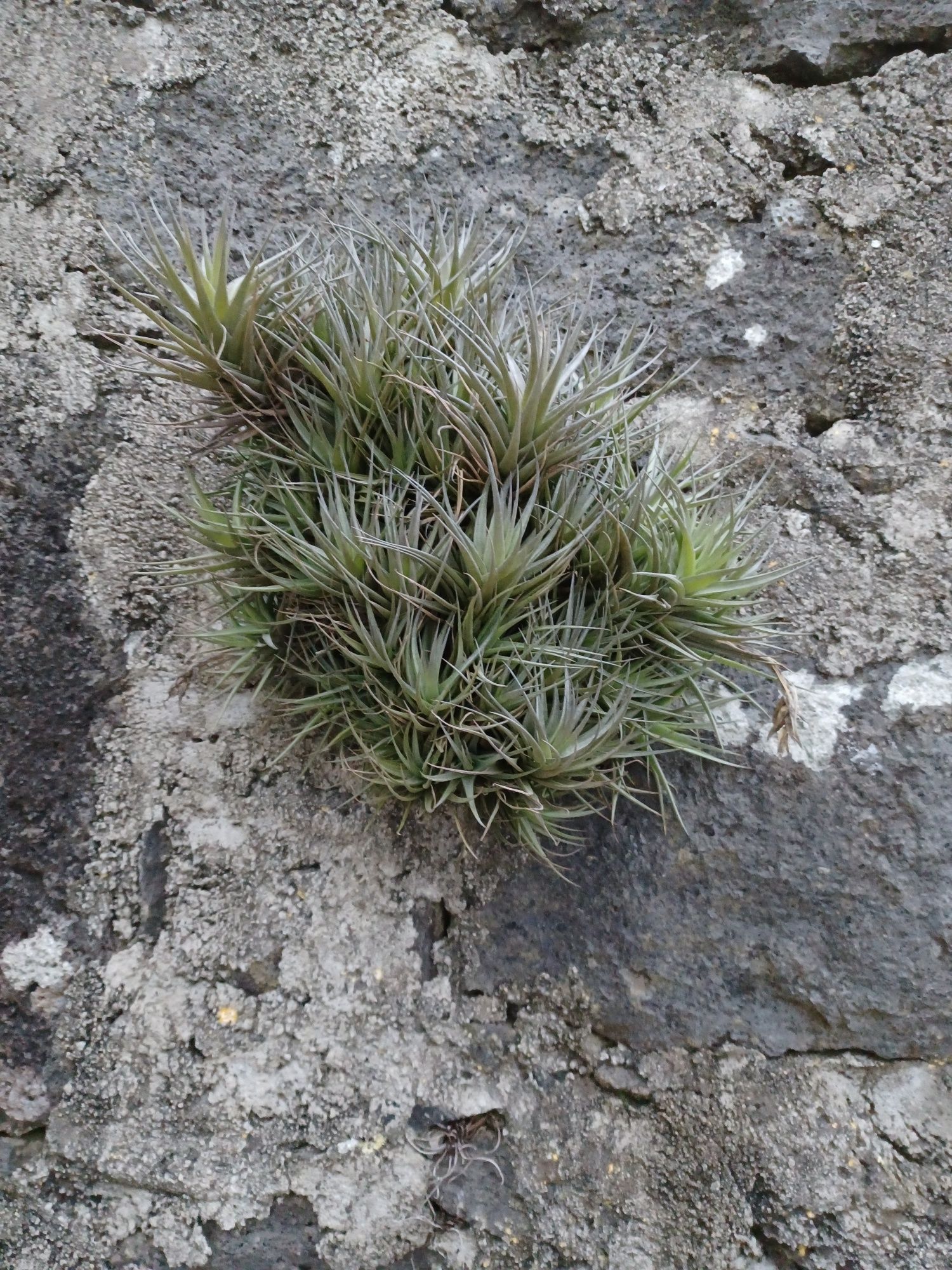 Plantas aéreas (Tillandsia)