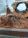 Grammostola Pulchripes