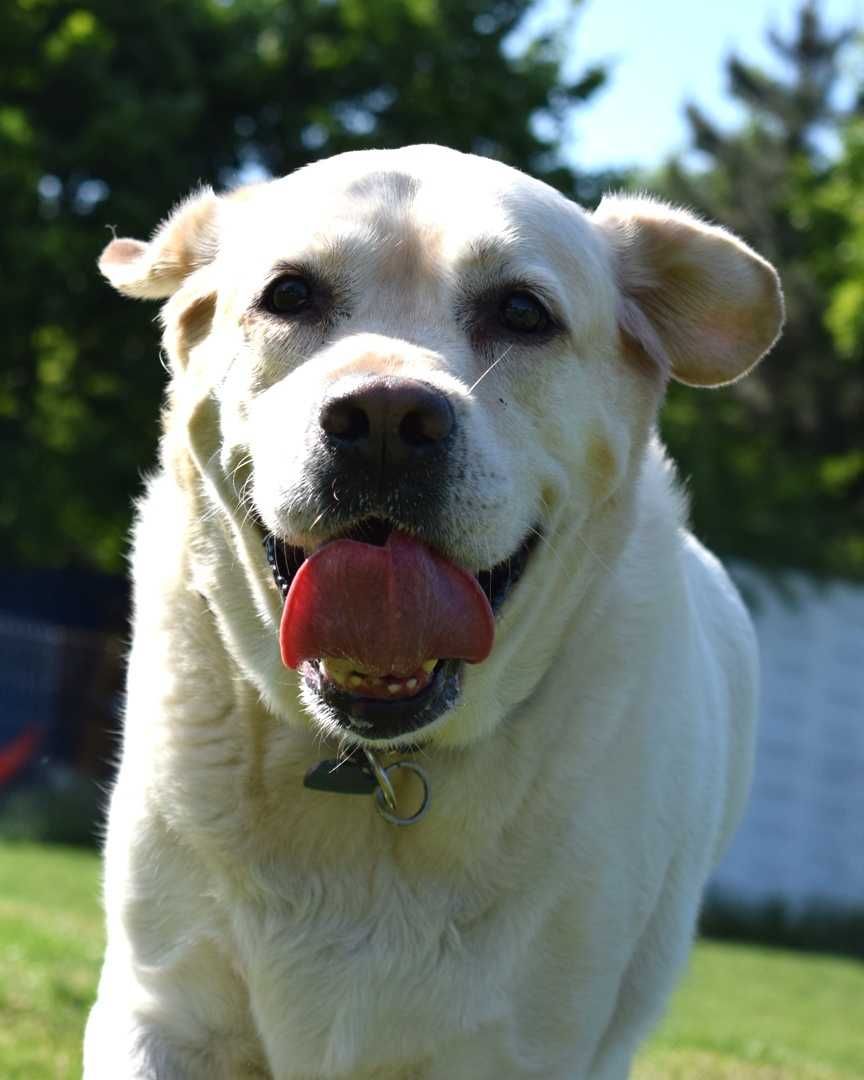 Oddam za darmo dorosłego labradora