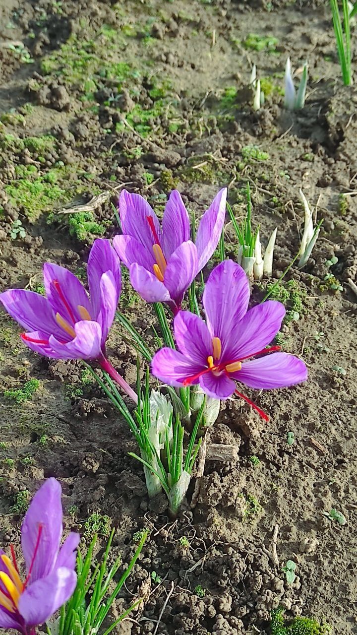 Шафран українського виробництва )