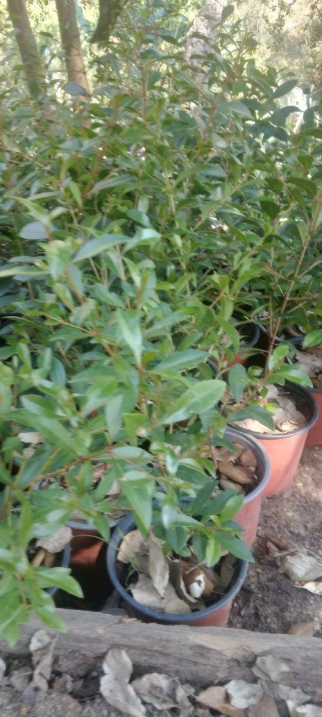 Eugenias para sebes  o cercas vivas  15/25cm 250 u e com 30/40 cm 200