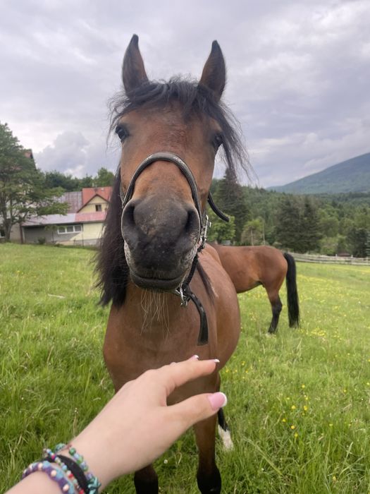 Klacz huculska na sprzedaż!!