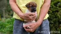 Gładkowłose szczenię rasy Jack Russell Terrier ZKWP