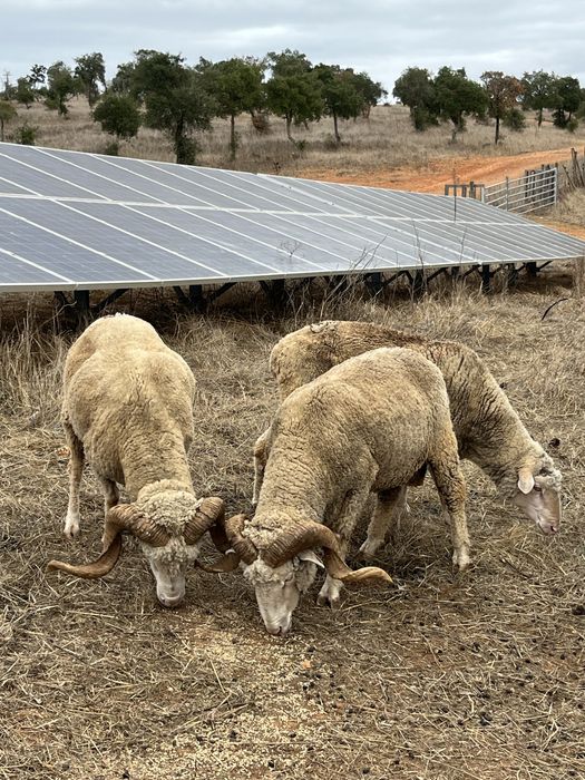 Carneiros merino branco puros e cruzados