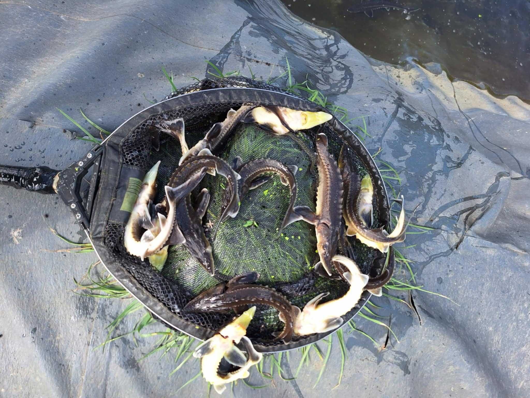 Narybek Karp Koi, Jesiotr, Karaś