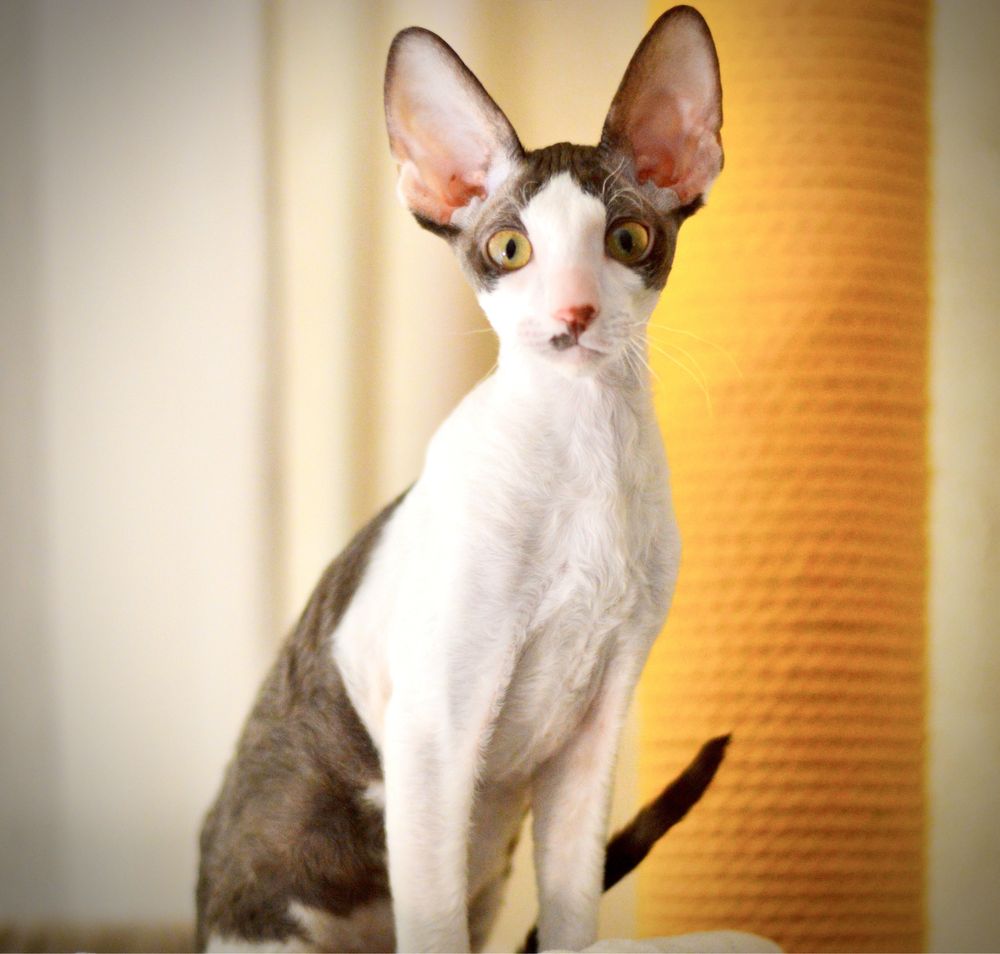 Kocurek Cornish Rex