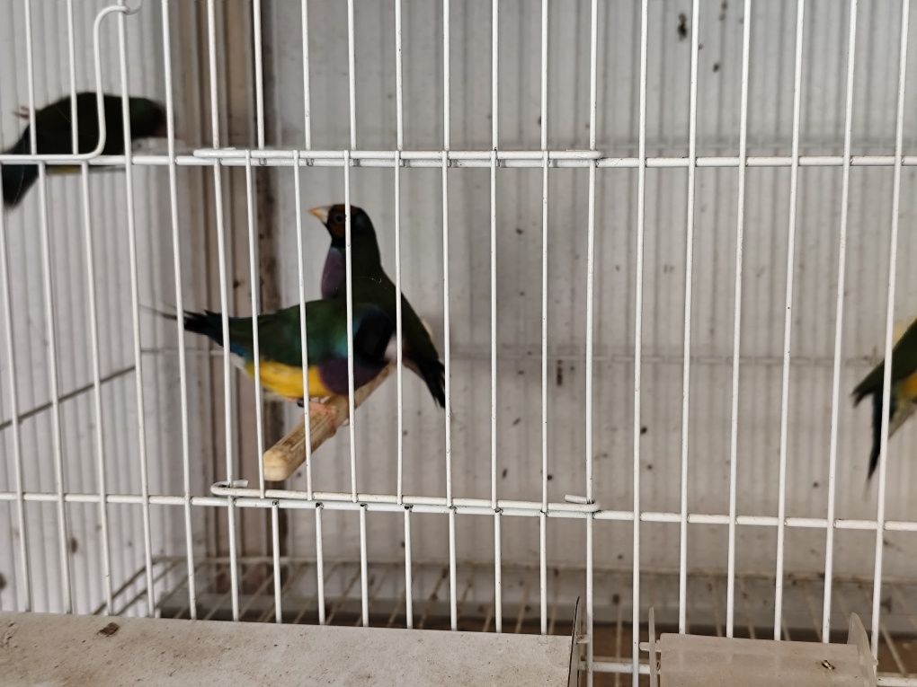 Vendo diamantes de gould