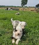 Border collie piesek