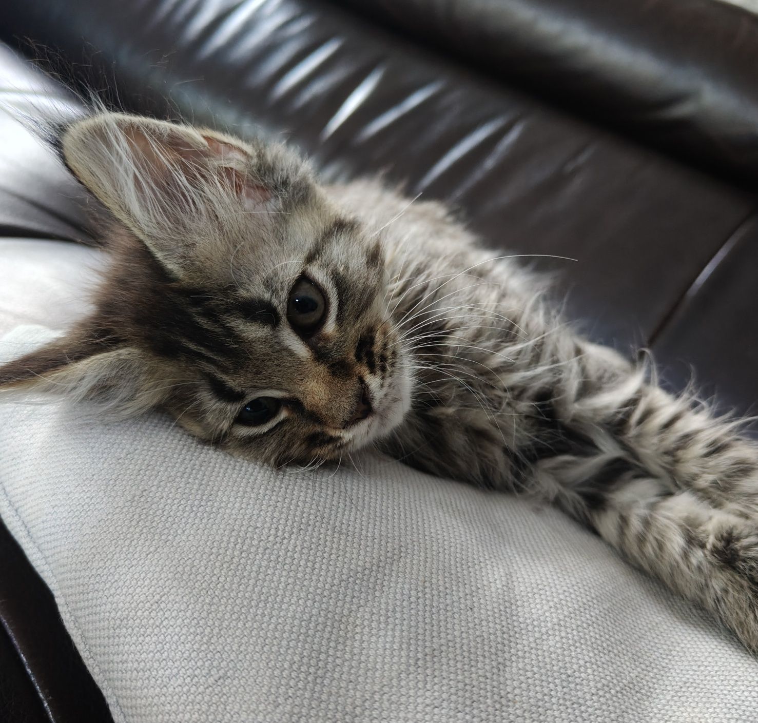 Maine coon kotka z rodowodem FPL