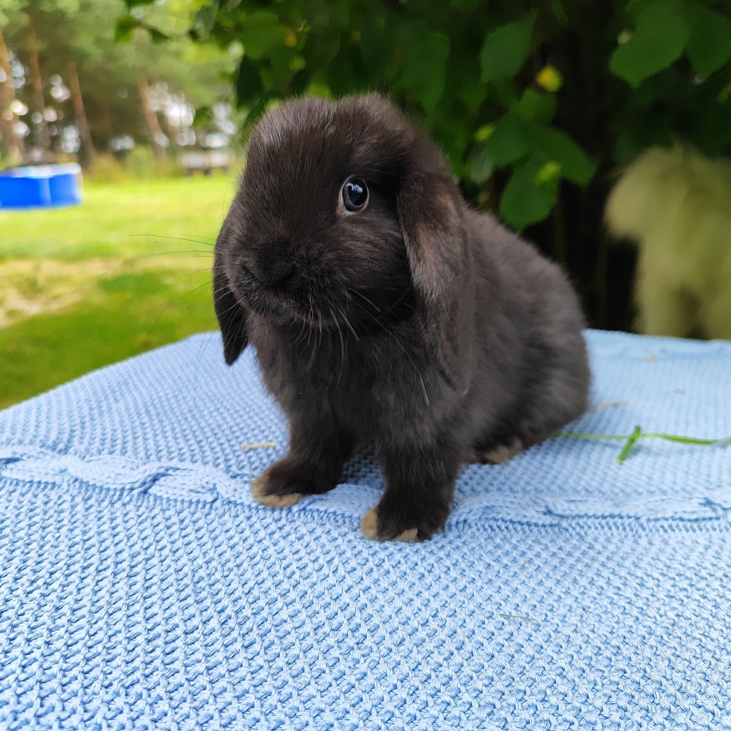 Mini lop metryka rasowy legalna hodowla miniaturka baranek