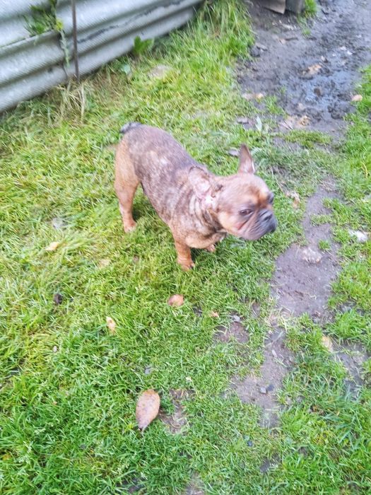 Взрослые девочки французский бульдог