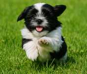 Szczeniak Shih Tzu Gotowy do zmiany domu.