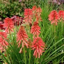 Kniphofia Poco czerwona i pomaranczowa
