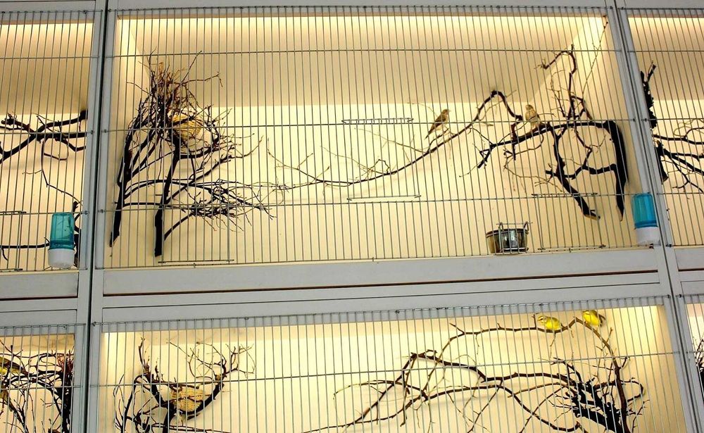 szare śpiewaki samce - szary śpiewak