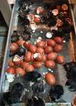 Pisklęta marans, araucana, vorwerk, lakenfelder,chabo,audtralorp,silka