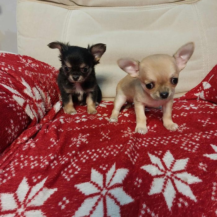 Śliczny chihuahua z rodowodem