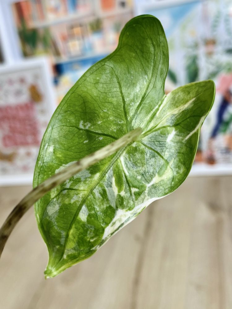 Alocasia Alokazja zebrina trikolor 'moro' variegata cała roślina HIT !